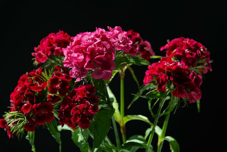 pink, red, flowers, green, leaf, sweet william, inflorescences, purple, ornamental plant, dianthus barbatus