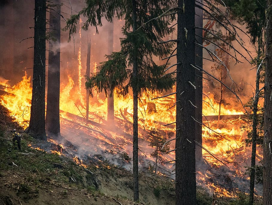 forest fire, daytime, wildfire, blaze, smoke, trees, heat, burning, hot, danger