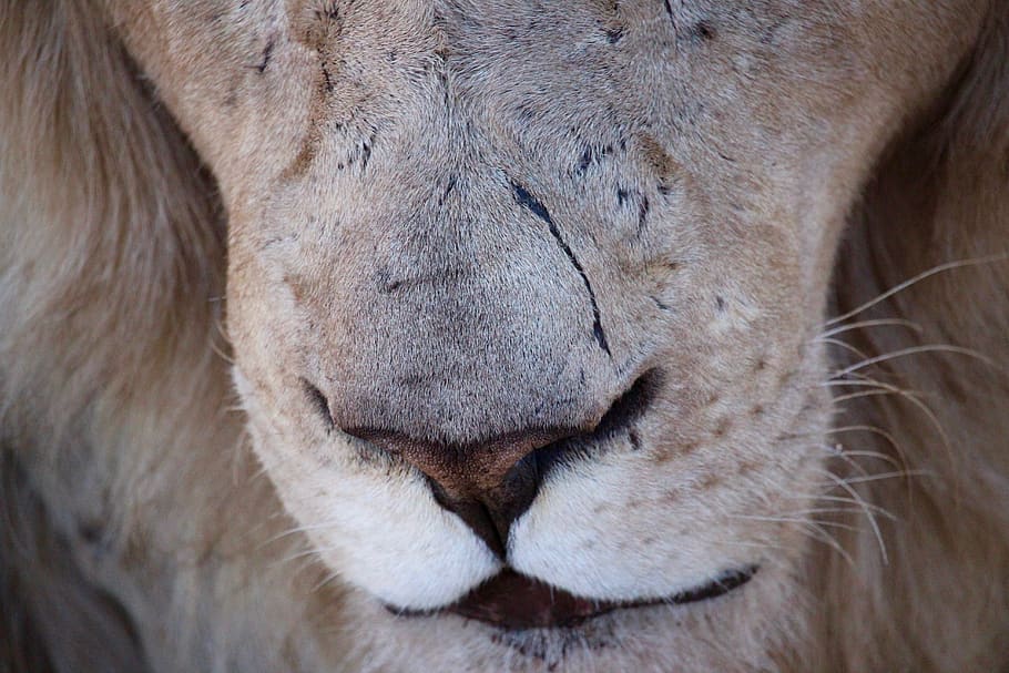 leão, cicatriz, animal, animais selvagens, nariz, cicatrizado, mamífero, temas de animais, leão - felino, felino