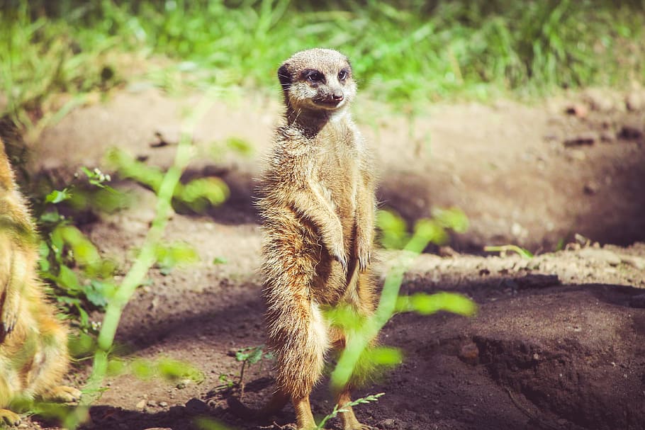 ミーアキャット マングース 哺乳類 かわいい 茶色 少し 小さい 野生の動物 一匹の動物 動物野生動物 Pxfuel