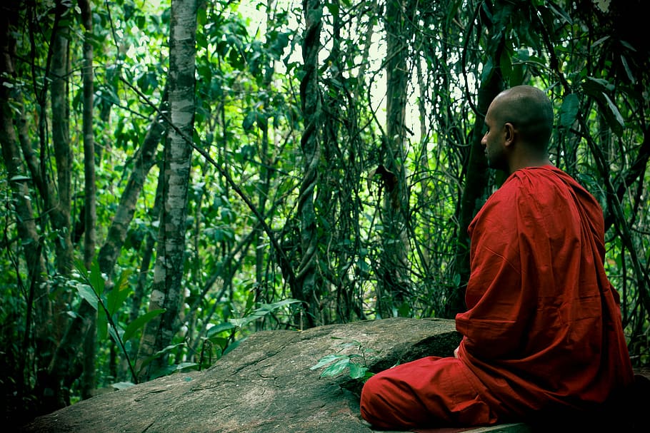 man, red, suit, meditating, surrounded, trees, meditation, bhikkhu, mahamevnawa, sri lanka