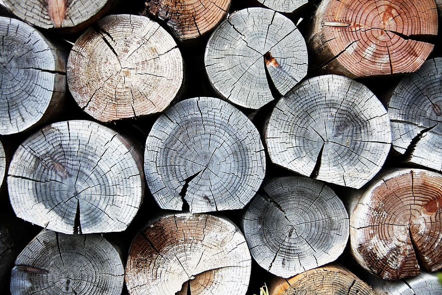 close-up photo, tree log lot, log, background, annual zone, firewood, wood, timber, full frame, backgrounds