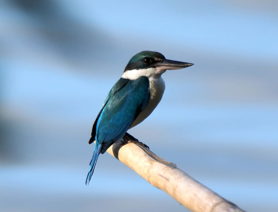 collared kingfisher, perch, wild, bird, wildlife, outdoor, wetland, water, bamboo, pole