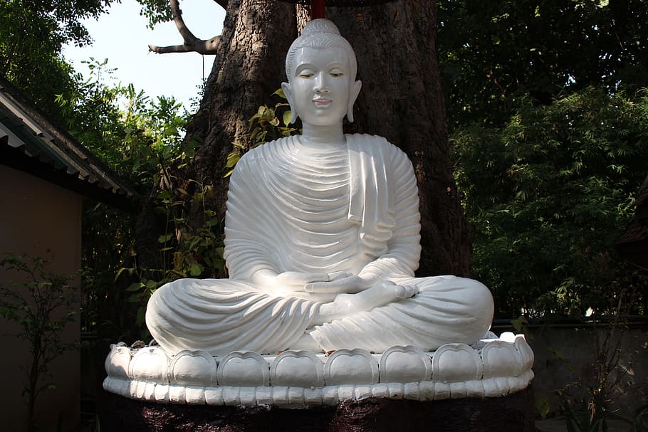 estatua de Gautama, al lado, árbol, Buda, budismo, meditación, religión, asia, estatua, zen