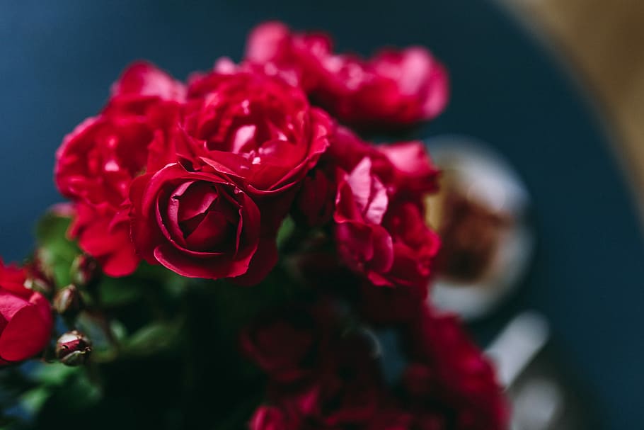 indah, tempat kerja, merah, mawar, mawar merah, perempuan, bunga, lucu, ember, karangan bunga