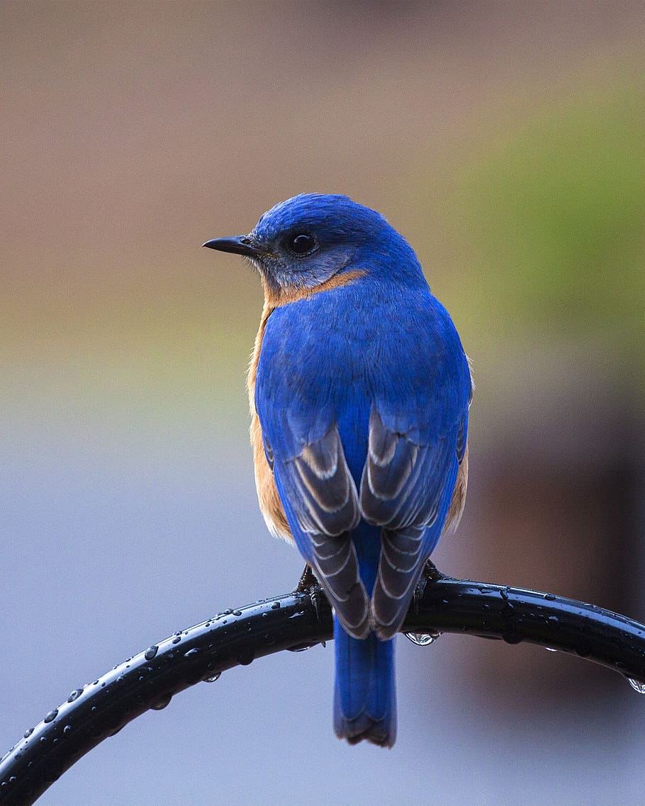 blue, brown, short-beak bird, bird, bluebird, perching bluebird, bluebird on perch, nature, animal, wildlife