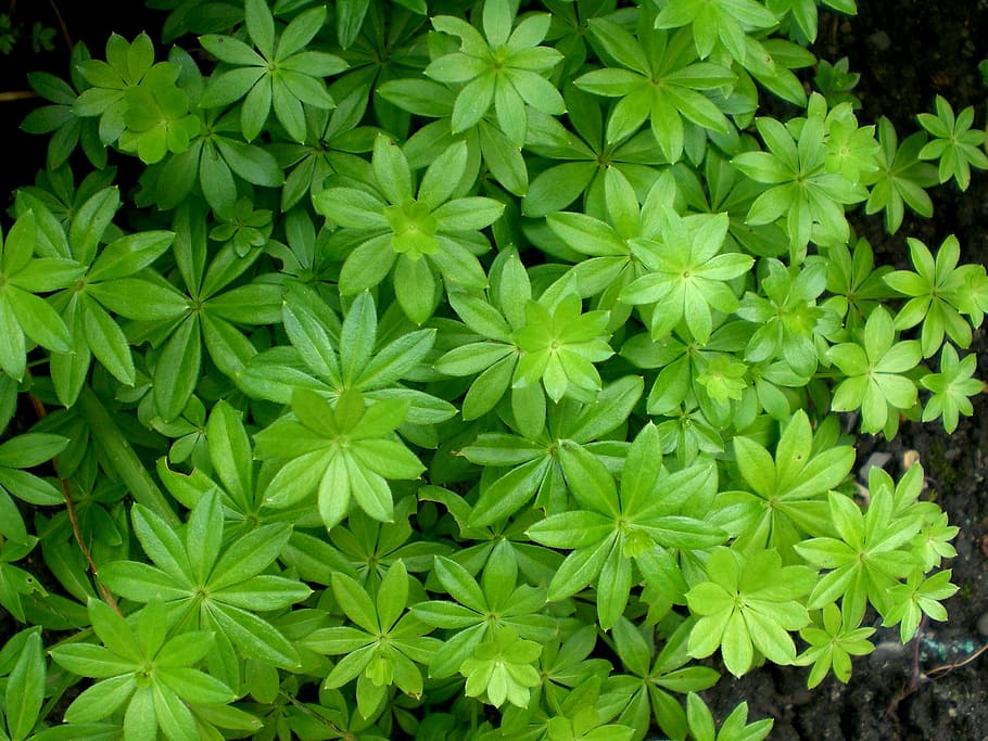 woodruff, leaf, green, forest plant, medicinal plant, tasty plant, green color, plant, growth, plant part