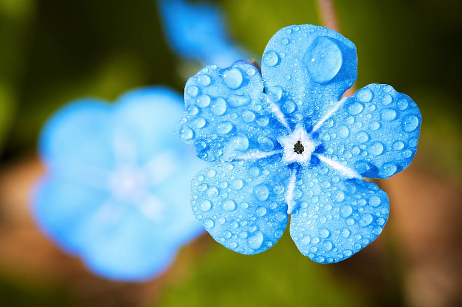 blue, petaled flower, bloom, flower, macro, forget, drip, water, rain, dew