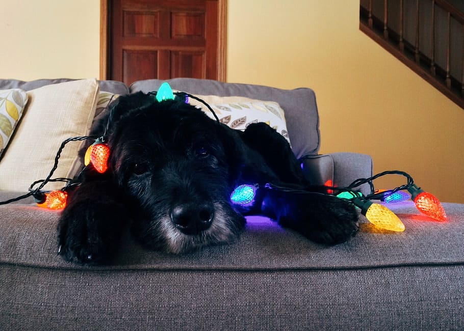 short-coated, black, puppy, lying, gray, fabric, sofa, assorted-color, string, lights