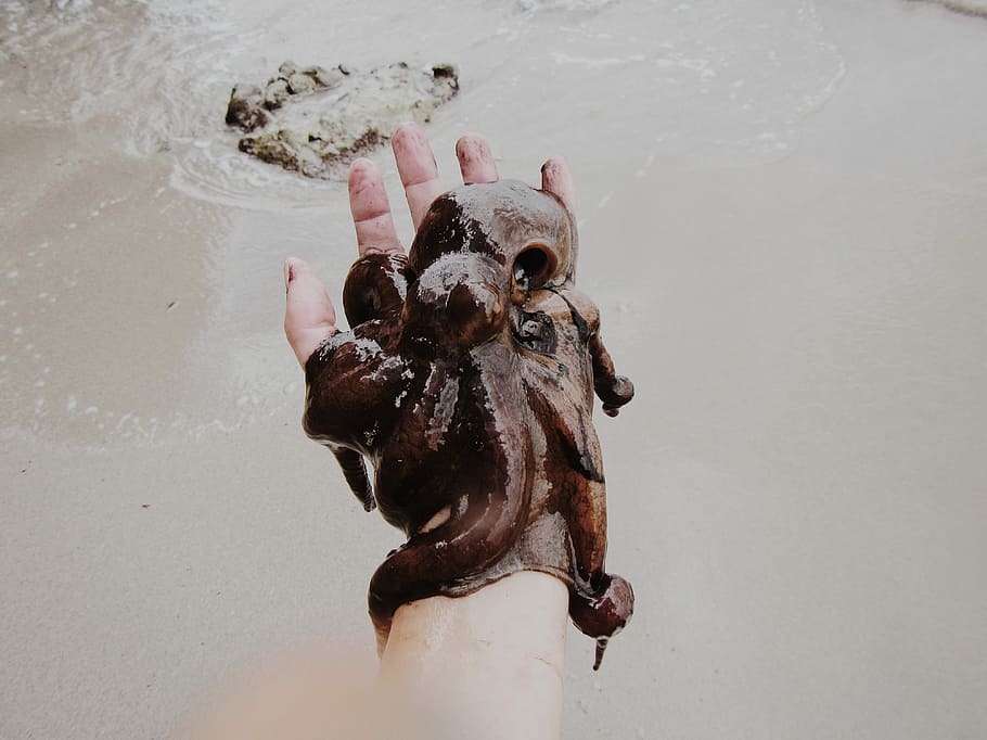 person, holding, brown, octopus, daytime, beach, gray, hands, sand, shore
