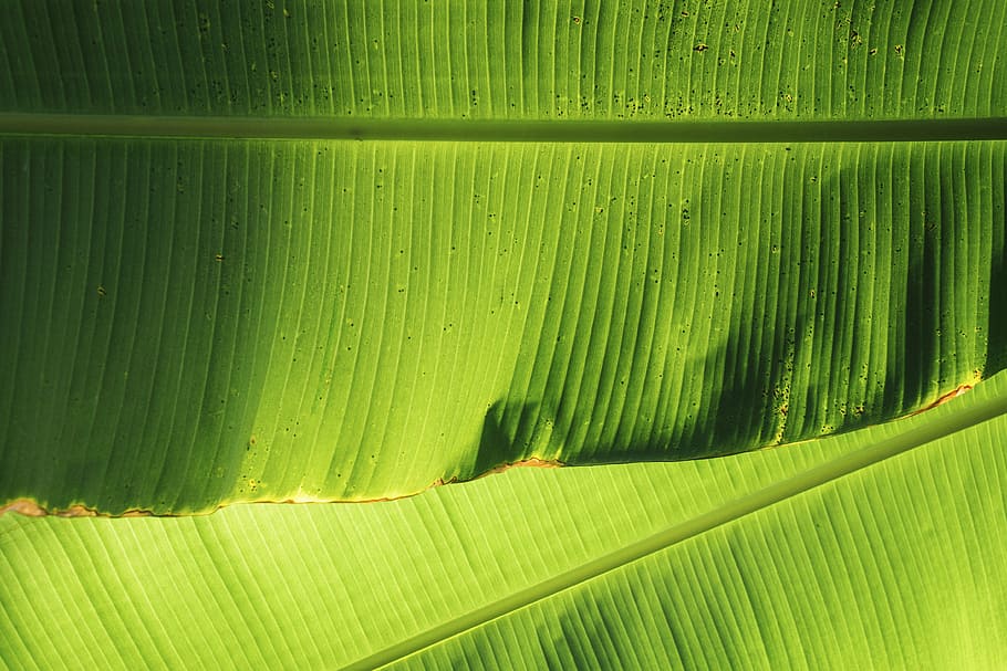 緑のバナナの葉, 自然, 緑, 葉, バナナ, 静脈, 緑の色, 背景, フルフレーム, 成長