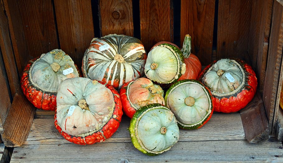Pumpkin, Harvest Time, Sale, Decoration, benefit from, pumpkin yard cordes, thanksgiving, farm, autumn, squash