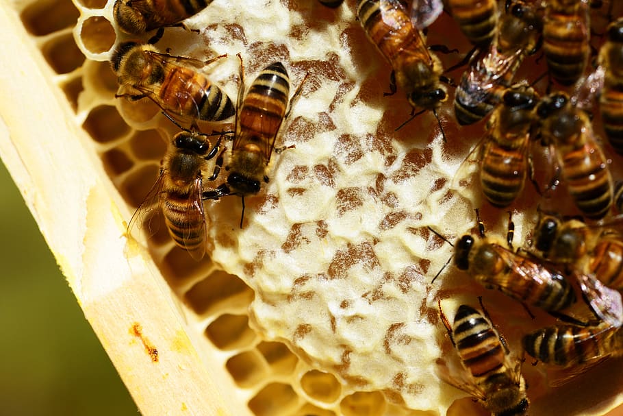 panales, abejas, miel, panal, peines, colmena, dorado, néctar, primer plano, detalle