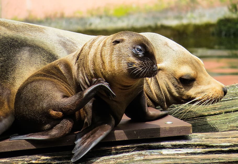 brown seals, animal, sea lion, young animal, a young sea lion, love, mammal, animal themes, animal wildlife, animals in the wild