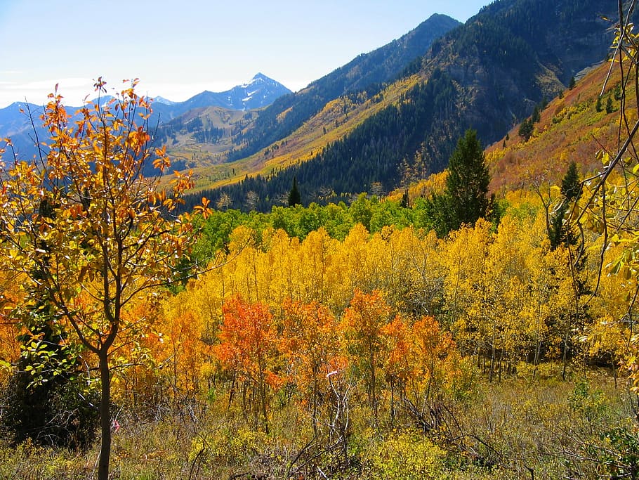 hills, surrounded, trees, forest, autumn, fall, blue sky, nature, aspen, mountains