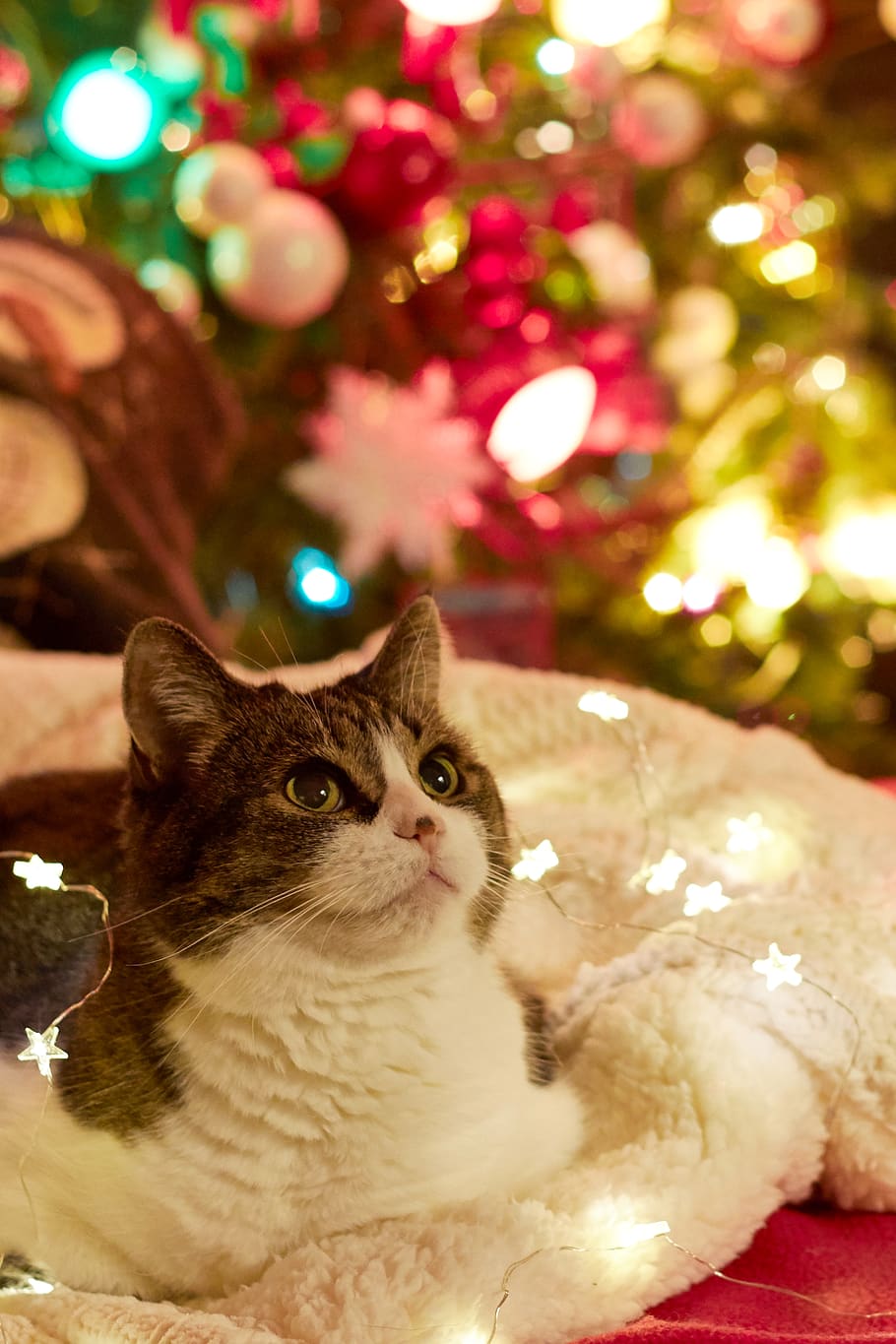 cat, christmas, pet, animal, tree, holiday, feline, festive, looking, napping