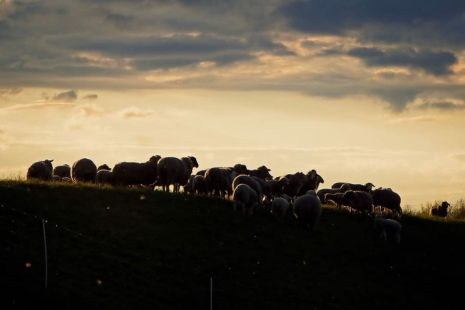 Rebanho, ovelhas, pôr do sol, rebanho de ovelhas, abendstimmung, crepúsculo, silhueta, temas animais, grande grupo de animais, gado