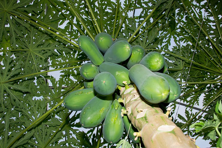 papaya, tree, agriculture, fruit, leaves, field, green color, food and drink, plant, growth