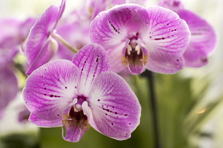 blanco, púrpura, orquídea de la polilla, primer plano, tiro, orquídeas de la polilla púrpura, flores, plantas, violeta, orquídeas de la polilla