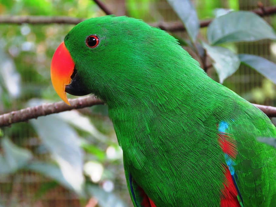 selectivo, foto de enfoque, verde, rojo, loro, Macro Shot, fotografía, pájaro verde, pájaro, pájaro hermoso