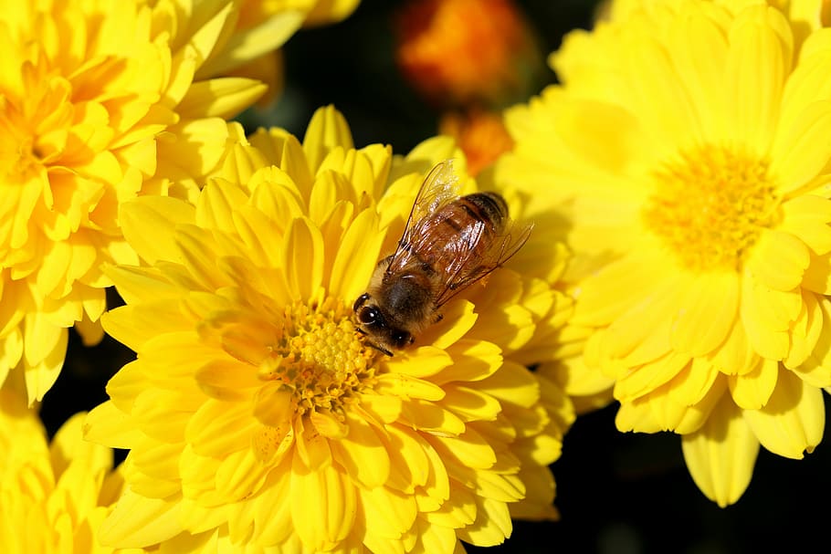 chrysanthemum, flowers, bee, insects, plants, autumn, nature, blossom, flowers and bees, flower garden