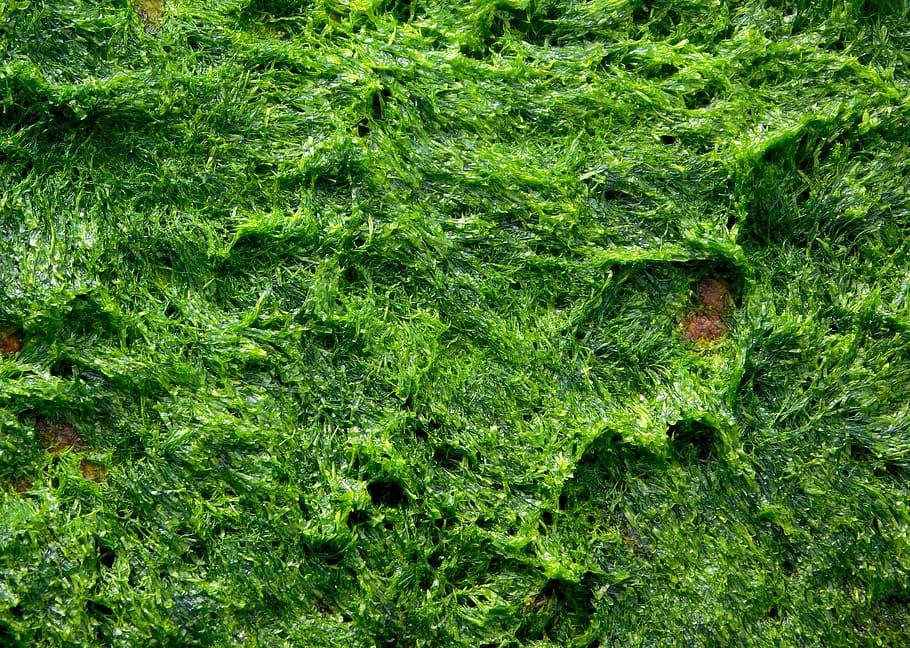 alga, algas, alga marinha, planta, textura, oceano, verde, marinha, praia, mar