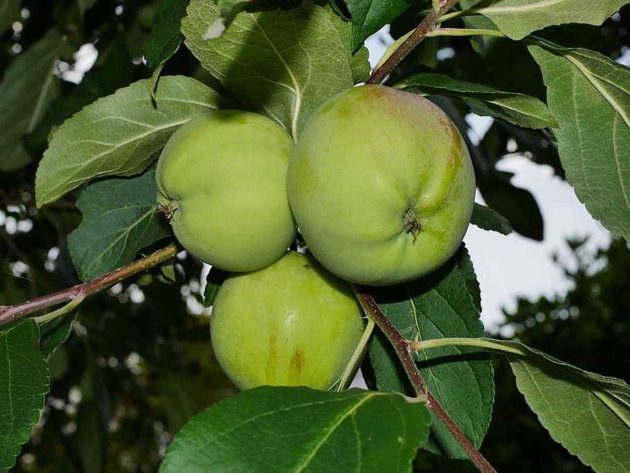 apple tree, green, fruit, tree, apple, nature, close, branch, green apple, summer