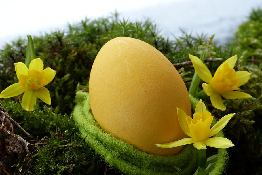 yellow, egg, flowers, easter egg, daffodils, snow, moss, spring, easter, looking for easter eggs