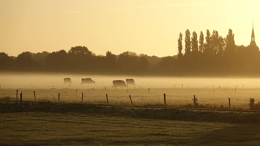 late summer, fog, cows, oxen, landscape, trees, sunrise, nature, cold, autumn