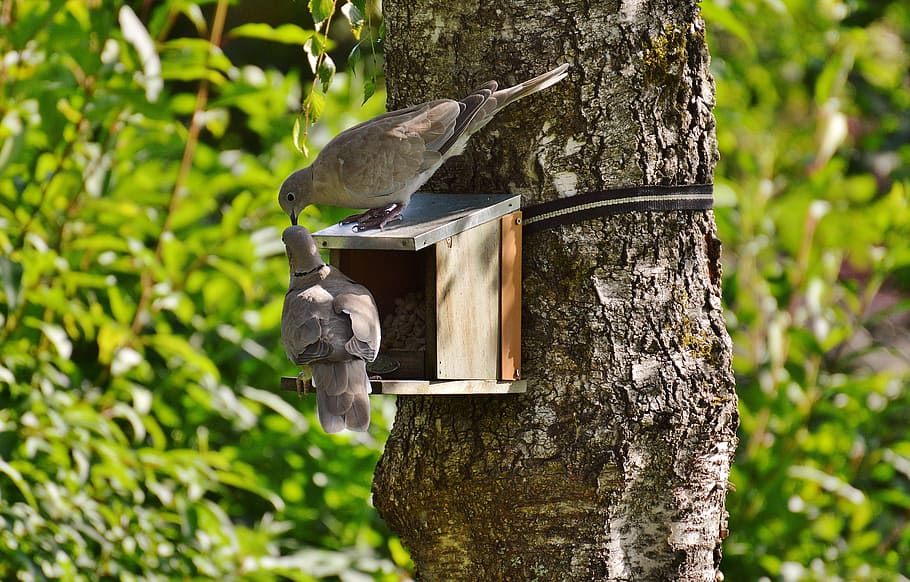 two, gray, birds, bird house, daytime, aviary, pigeons, feather, fly, food