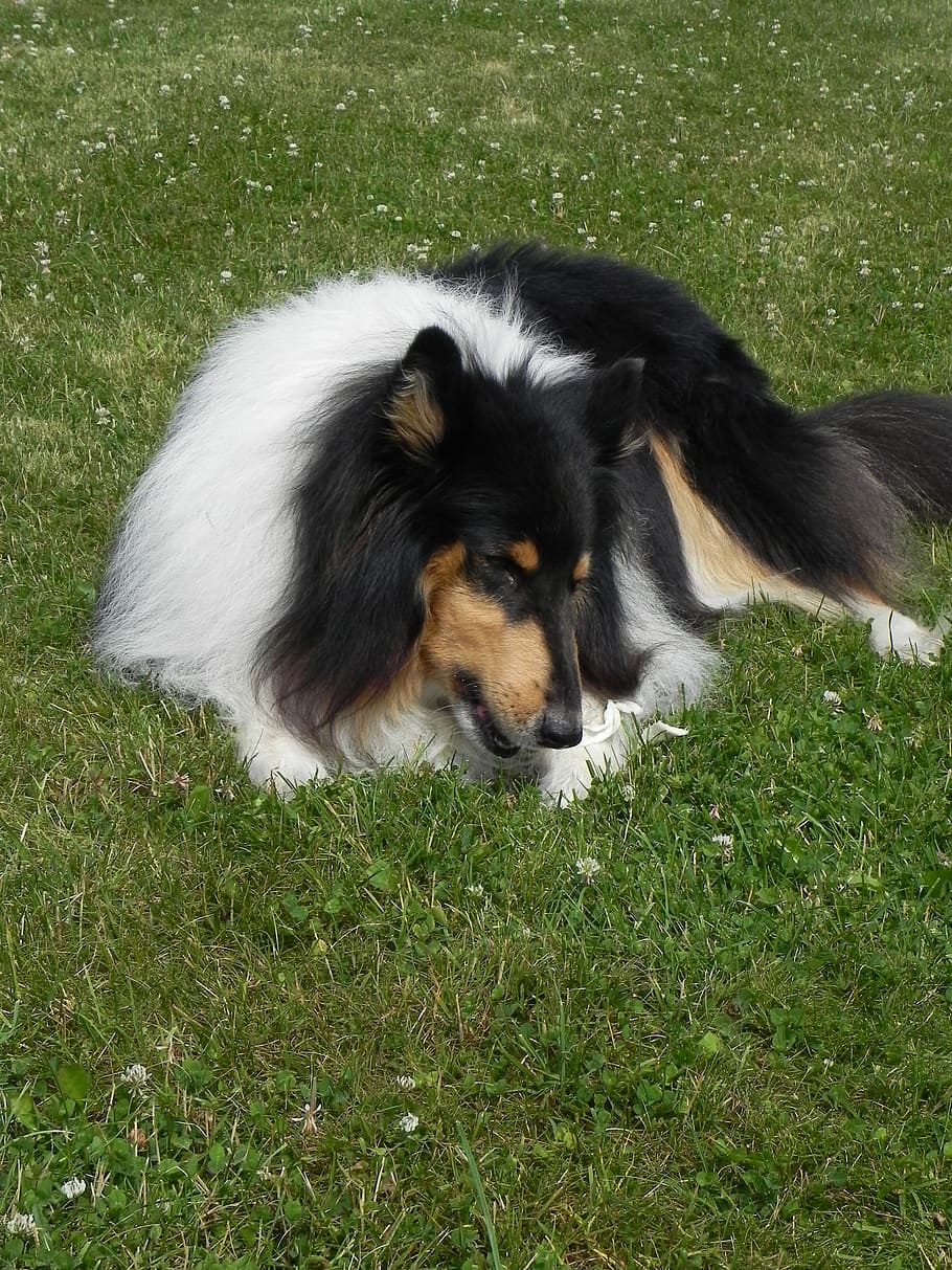 collie, tricolor, three coloured, dog, purebred dog, animal, furry, playful, animal portrait, pet
