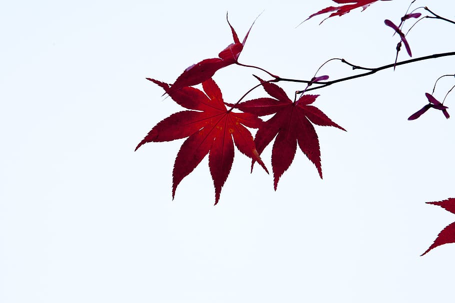 autumn leaves, autumn, red, nature, leaves, the leaves, landscape, seoul, wood, plants