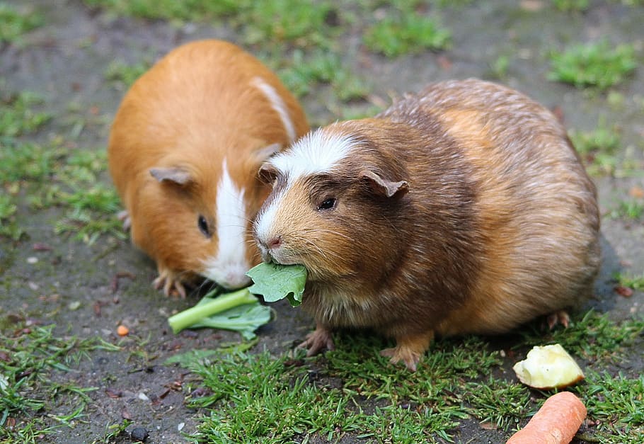 two, brown, guinea pigs, guinea pig house, cavia porcellus form, domestica, rosette guinea pig, rodent, animals, animal