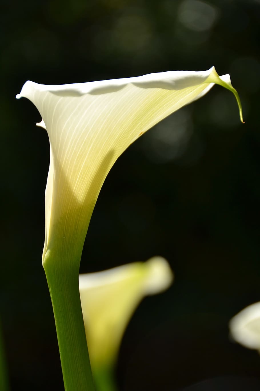 flower, south africa, white lily, flowering plant, freshness, petal, plant, beauty in nature, close-up, calla lily