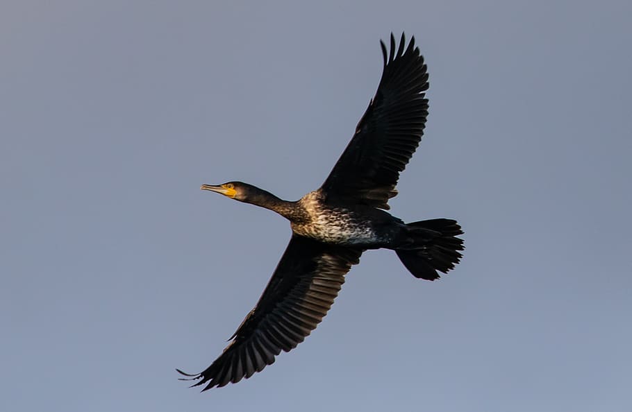 cormorant, waterbird, cormorant flying, lake, dom, bird, wildlife, nature, water, wild