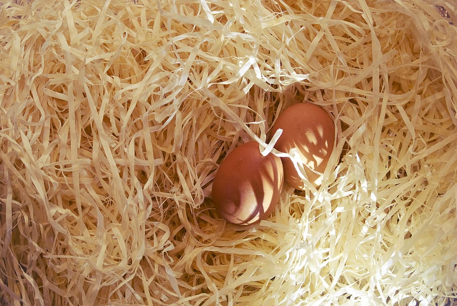 eggs, brown, straw, protein, easter, food, farm, egg, one person, beginnings