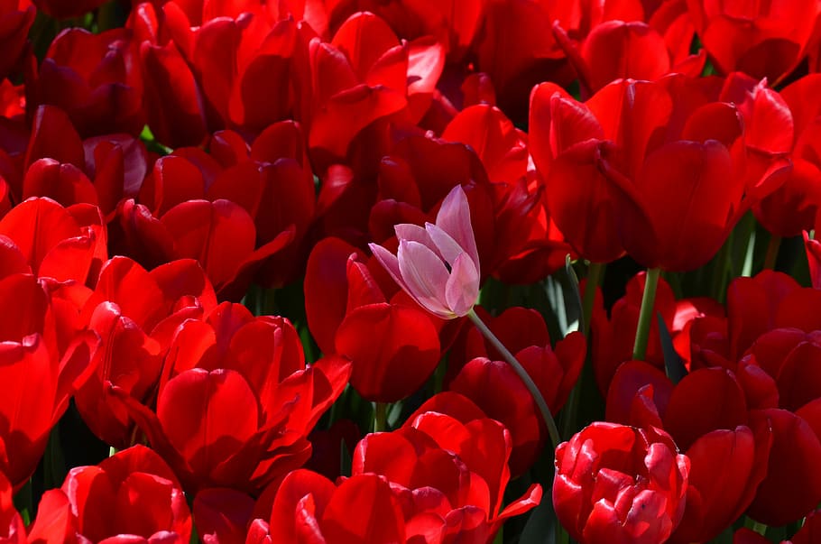 tulip, flower, orange, festival, plants, flowers, petal, red, flowering plant, beauty in nature