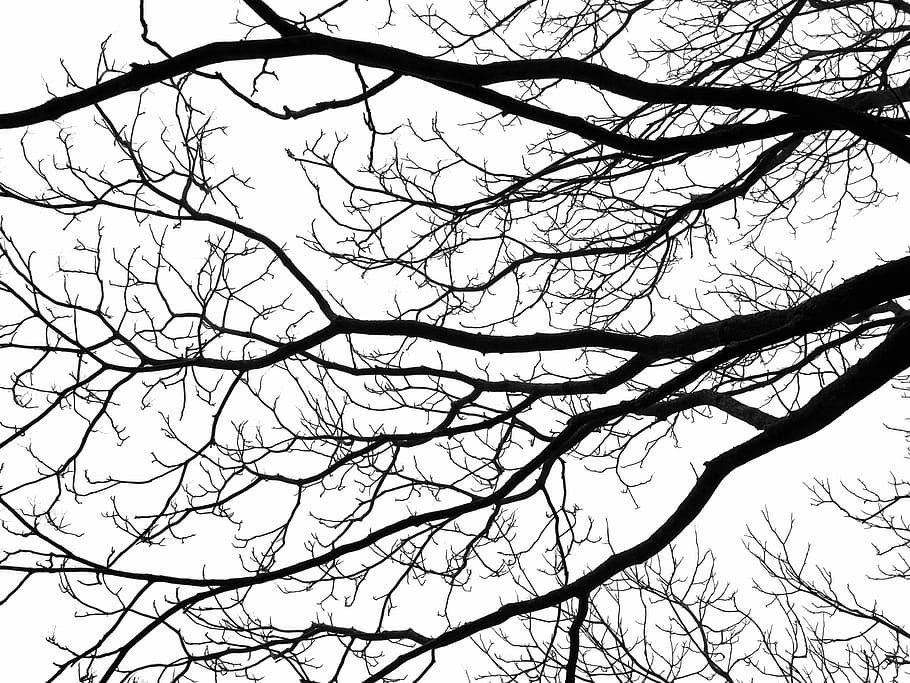 bare, tree, grey, sky, branches, silhouette, black, white, fractal, pattern