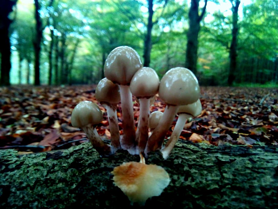 white, brown, mushrooms, beige, mush, room, forest, leaf, fall, mushroom