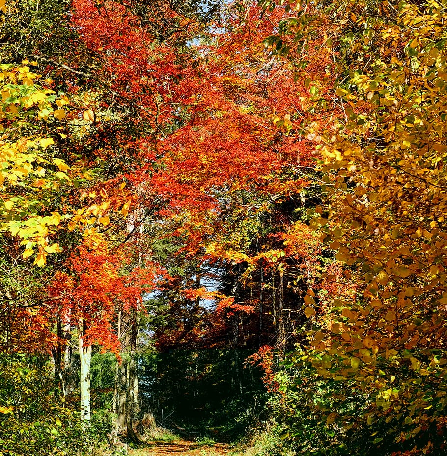 maple trees, forest, autumn forest, trees, deciduous trees, colorful leaves, bright, color, colorful, sunlight