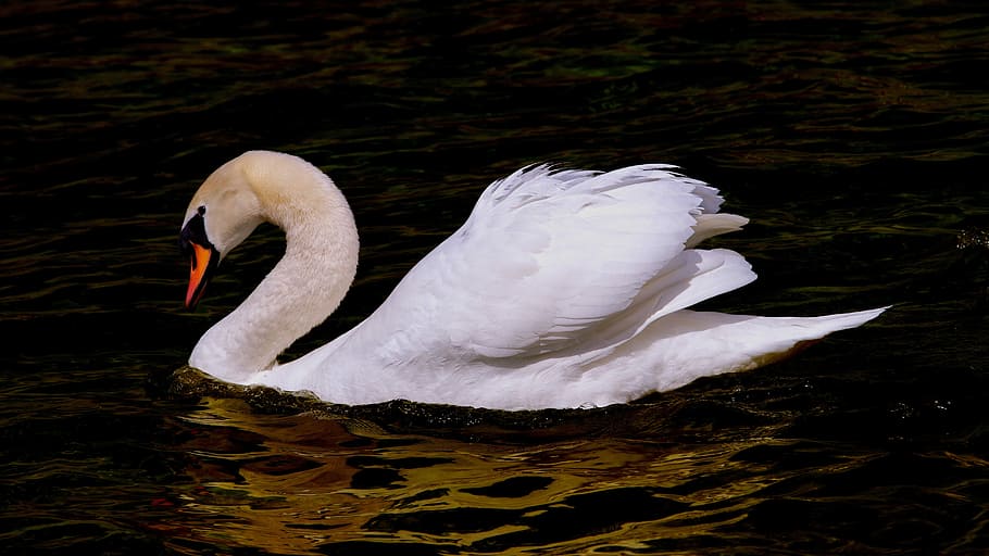 wildlife photography, white, swan, body, water, bird, waters, animal world, nature, water bird