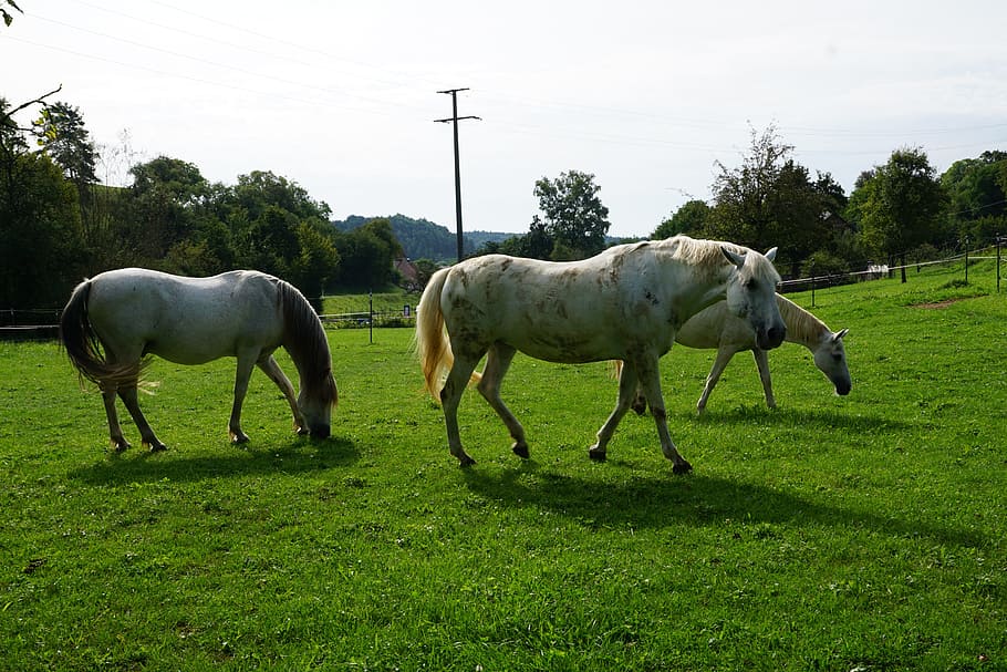 horses, mold, eye, monteaura, equestrian, autumn, gallop, ride, dom, landscape