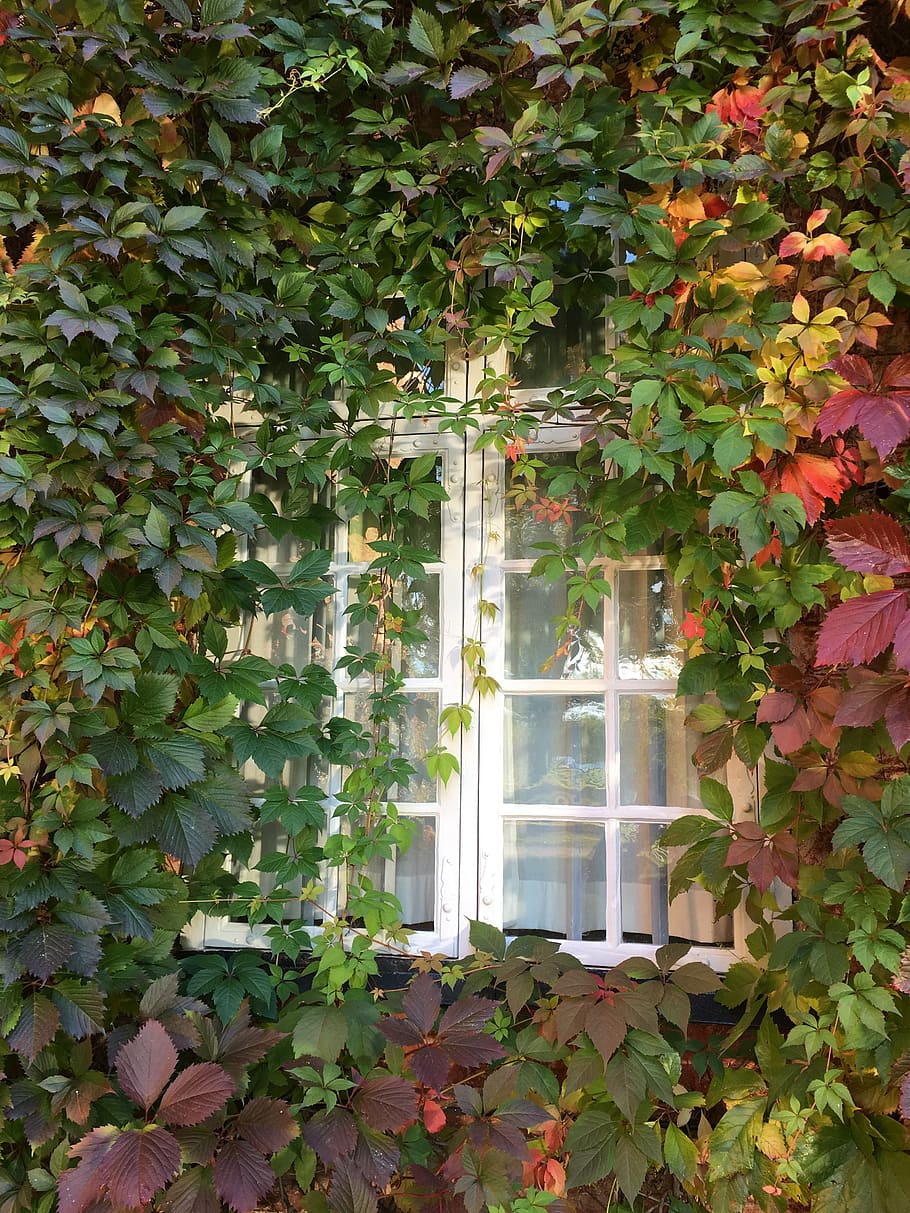 ventana, planta trepadora, virginia creeper, otoño, verde, planta, parte de la planta, hoja, crecimiento, color verde