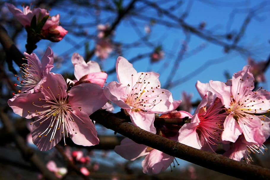 pink, sakura, tree, blossoms, selective-focus, photography, plum blossom, branches, blue, sky