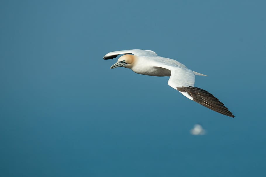 white bird, northern gannet, morus bassanus, helgoland, bird, flight, nature, sea island, bill, blue eye