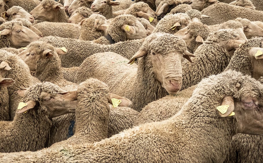 herd of sheep, Sheep, Montonera, Animals, Pasturage, pastor, tranhumancia, mesta, natural, yellow