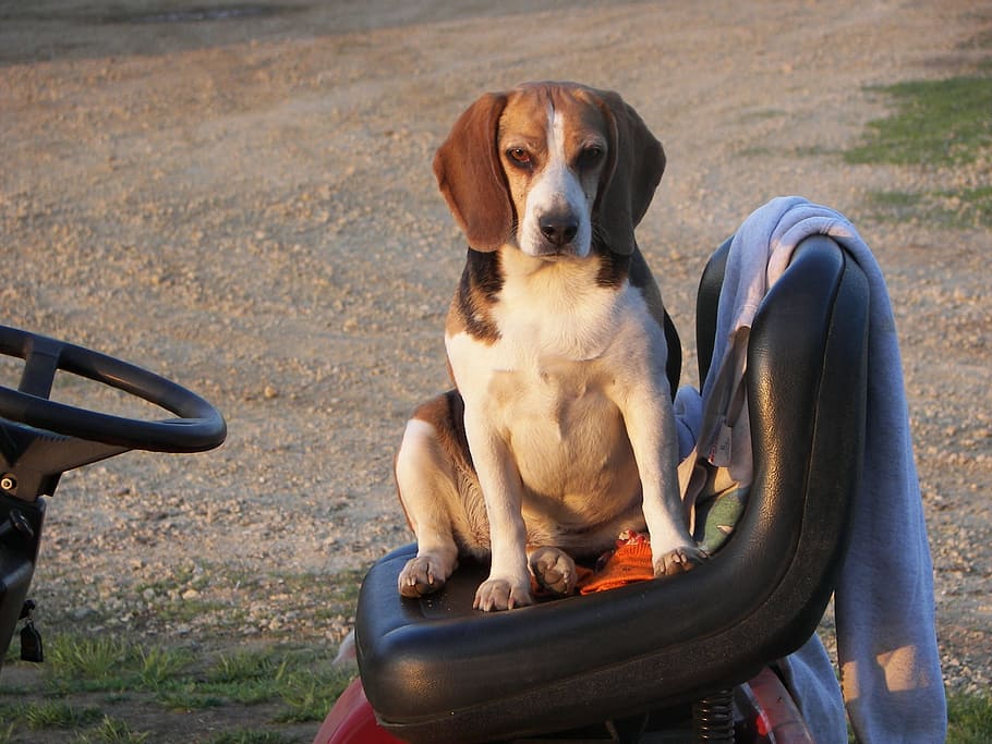 beagle, sentado, gracioso, canino, perro, mascotas, un animal, doméstico, temas de animales, mamífero