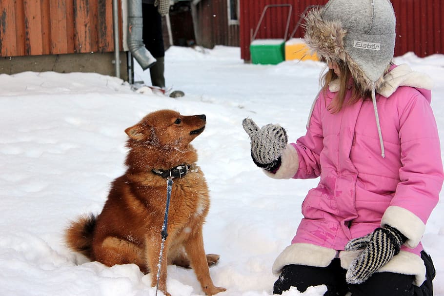 girl, dog, winter, fur hat, finnish spitz, mammal, snow, domestic animals, cold temperature, pets