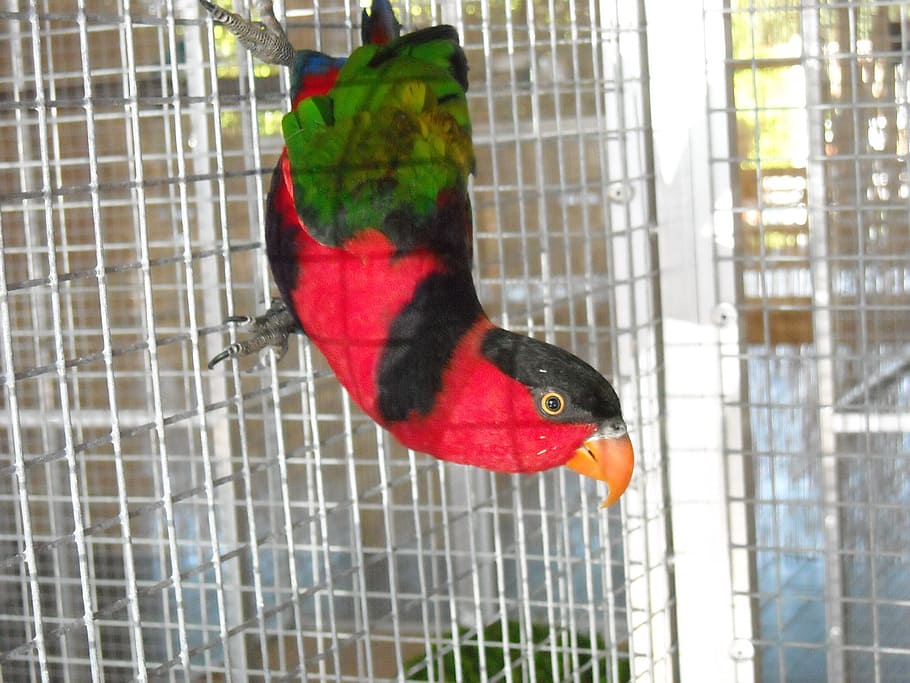 parakeet, small parrot, bird, pet, cage, colorful, plumage, animal, animal themes, vertebrate
