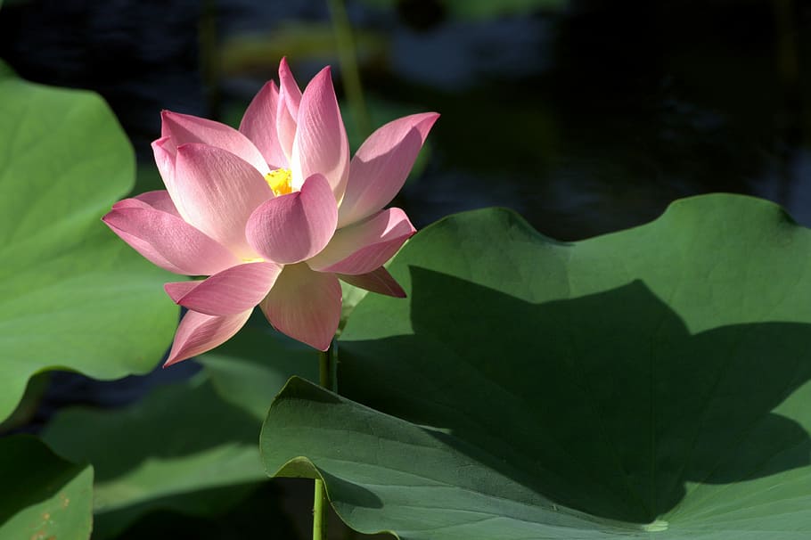 close-up photography, lotus flower, daytime, lotus, plant, flower, pond, leaf, holy, flowering plant